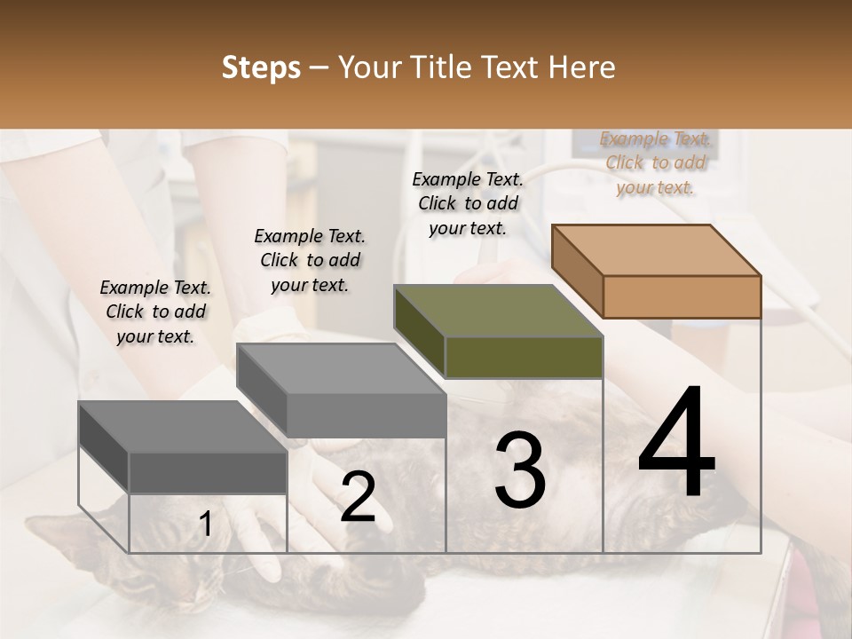 A Cat Is Being Examined By A Veterinator PowerPoint Template