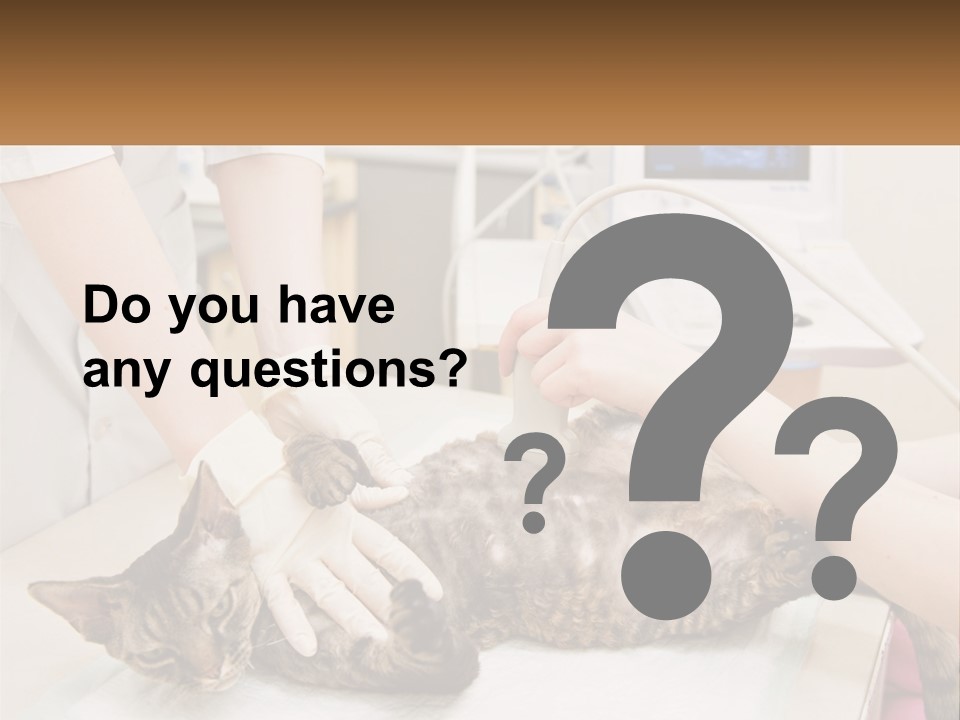 A Cat Is Being Examined By A Veterinator PowerPoint Template