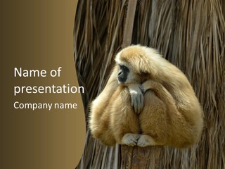 A Monkey Sitting On Top Of A Wooden Post PowerPoint Template