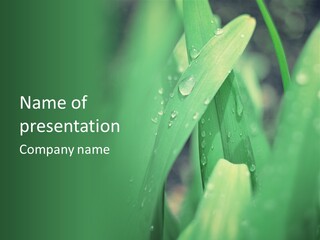 A Green Plant With Drops Of Water On It PowerPoint Template