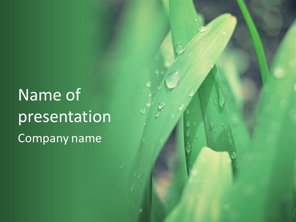 A Green Plant With Drops Of Water On It PowerPoint Template
