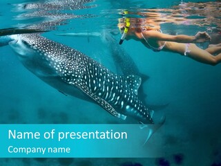 A Woman Swimming Next To A Whale In The Ocean PowerPoint Template