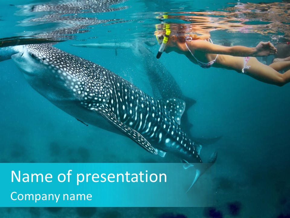 A Woman Swimming Next To A Whale In The Ocean PowerPoint Template