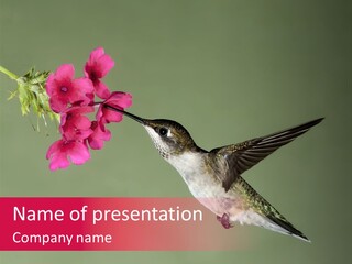 A Hummingbird Feeding From A Pink Flower PowerPoint Template