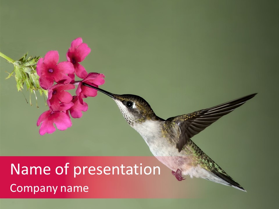 A Hummingbird Feeding From A Pink Flower PowerPoint Template