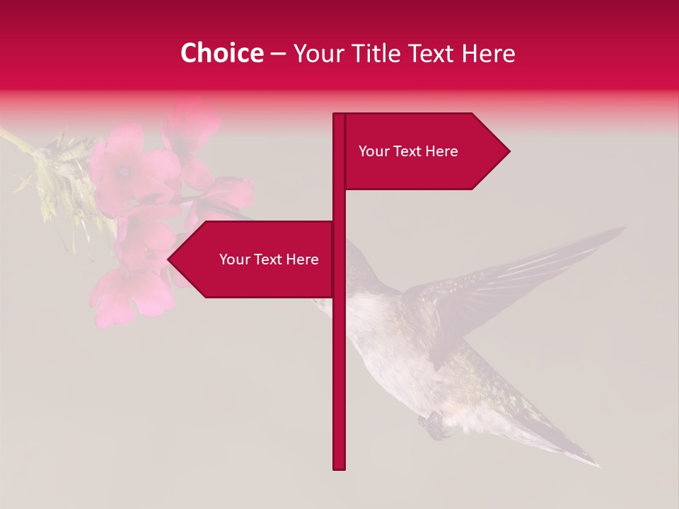 A Hummingbird Feeding From A Pink Flower PowerPoint Template
