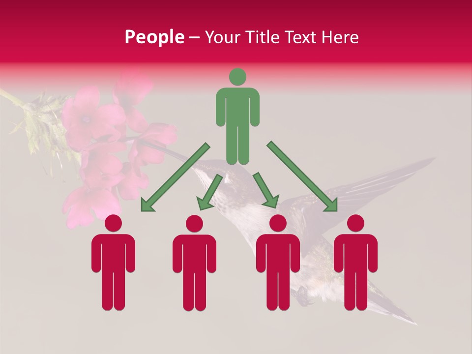 A Hummingbird Feeding From A Pink Flower PowerPoint Template