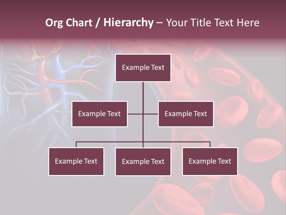 A Blood Flow Powerpoint Presentation Is Shown PowerPoint Template