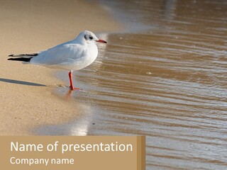 A Seagull Standing On The Sand Of A Beach PowerPoint Template