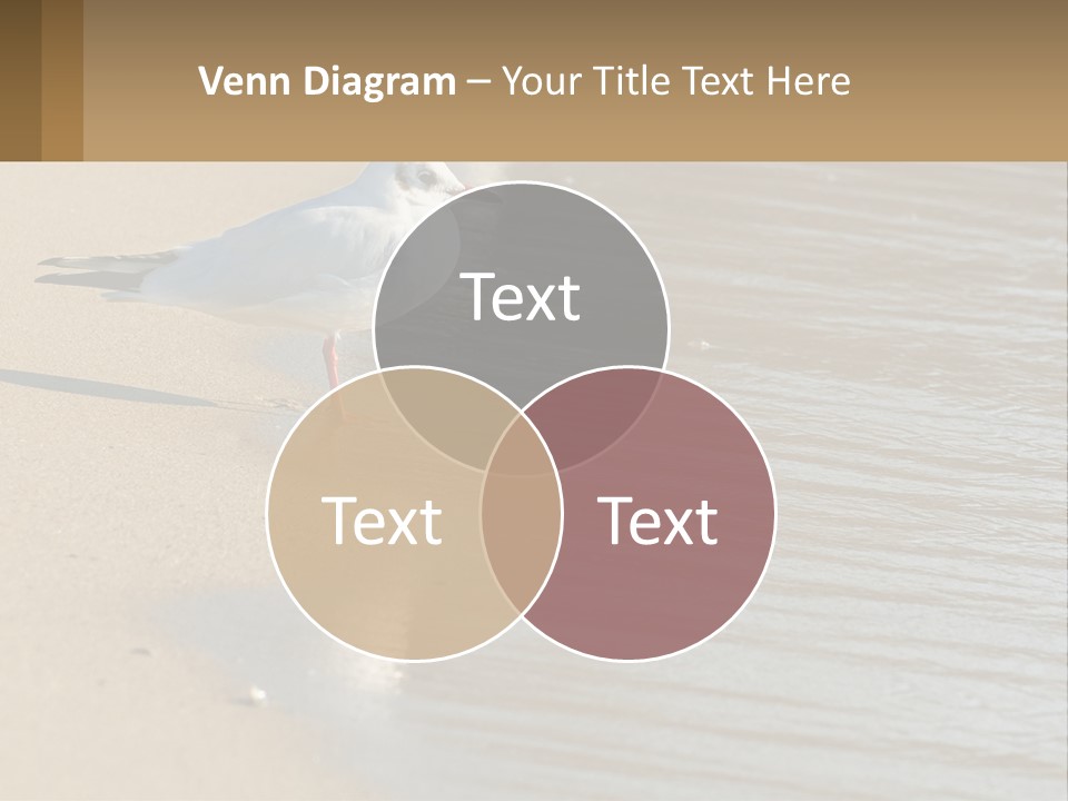 A Seagull Standing On The Sand Of A Beach PowerPoint Template