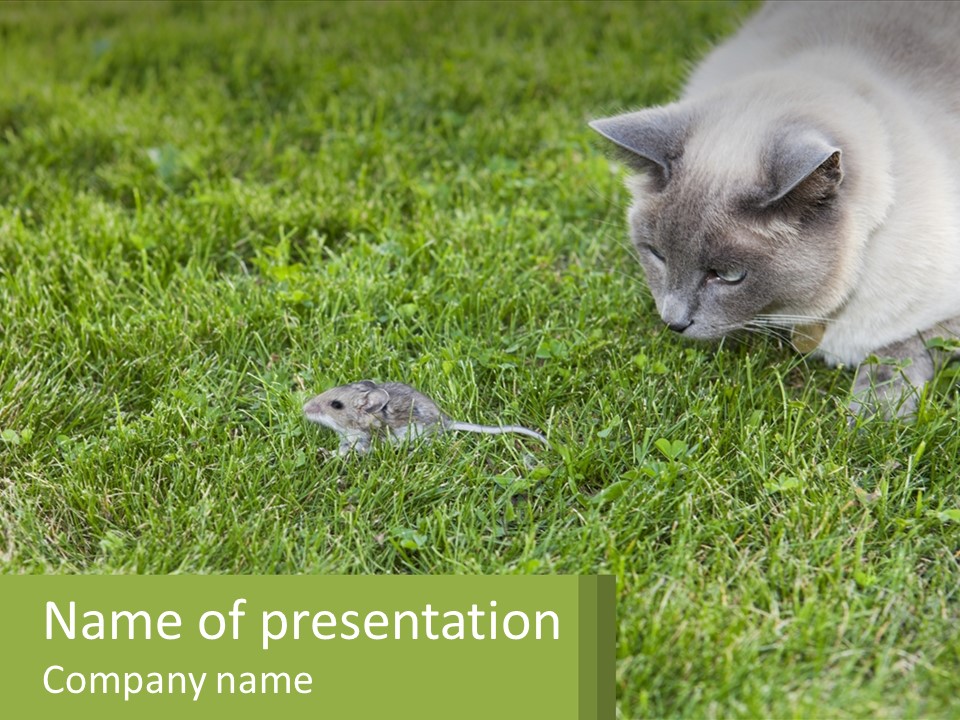 A Cat And A Mouse In The Grass PowerPoint Template