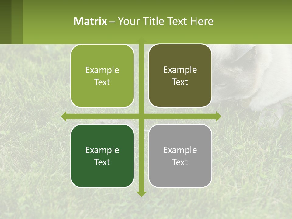 A Cat And A Mouse In The Grass PowerPoint Template