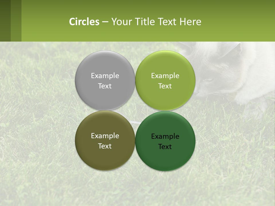 A Cat And A Mouse In The Grass PowerPoint Template
