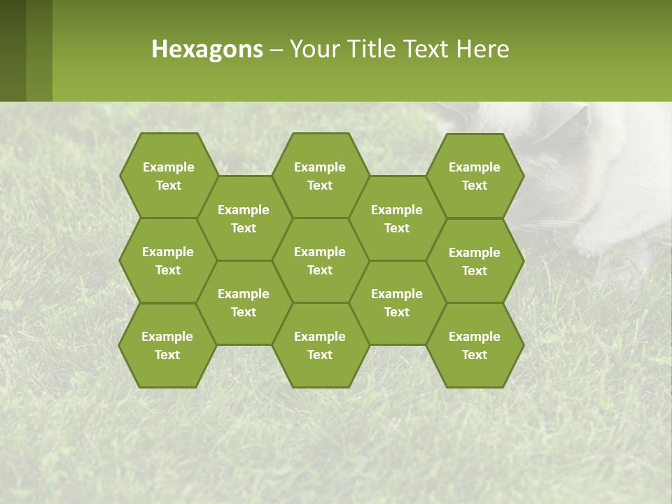 A Cat And A Mouse In The Grass PowerPoint Template