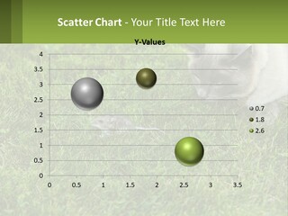 A Cat And A Mouse In The Grass PowerPoint Template