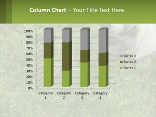 A Cat And A Mouse In The Grass PowerPoint Template