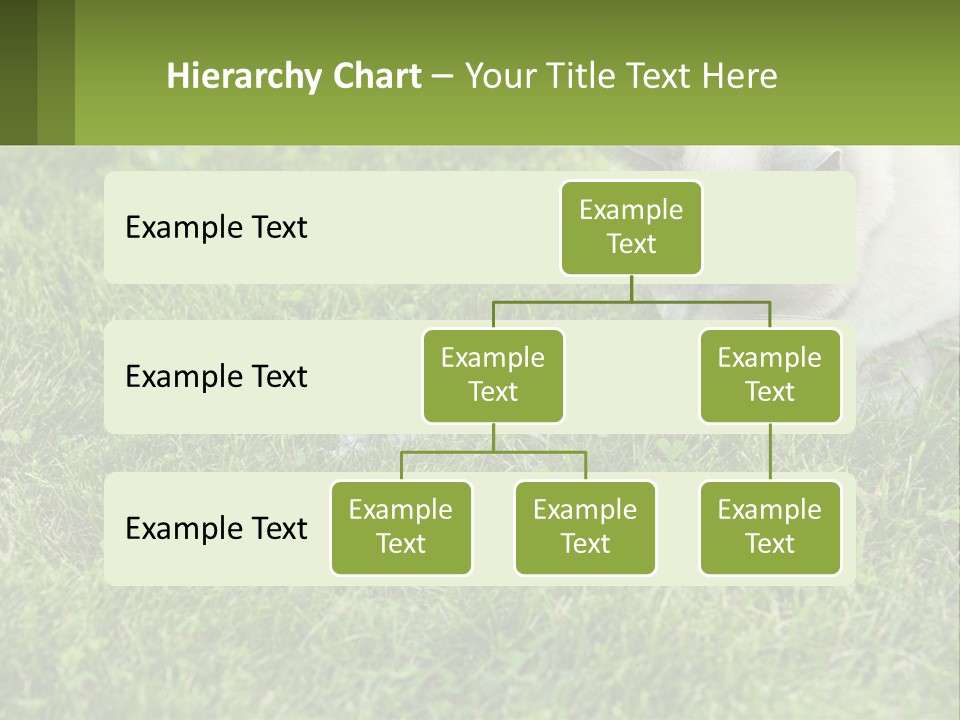 A Cat And A Mouse In The Grass PowerPoint Template