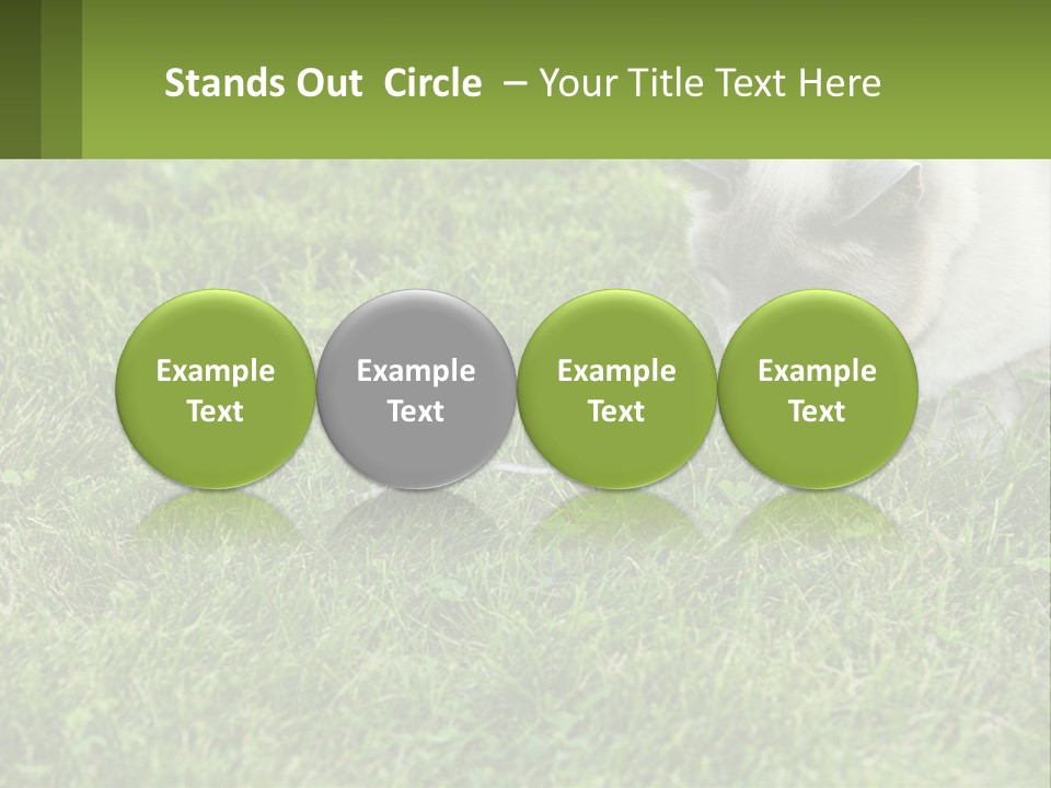 A Cat And A Mouse In The Grass PowerPoint Template