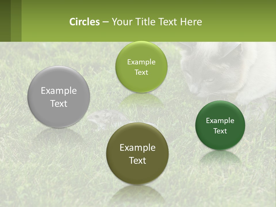 A Cat And A Mouse In The Grass PowerPoint Template