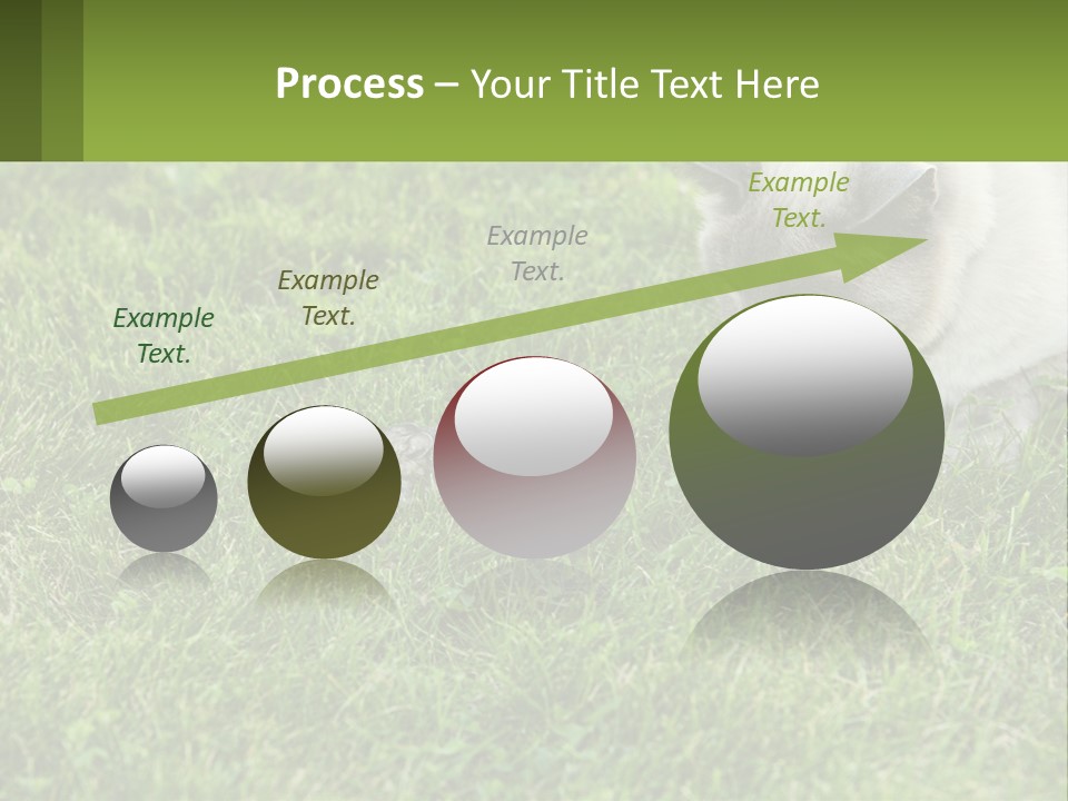 A Cat And A Mouse In The Grass PowerPoint Template