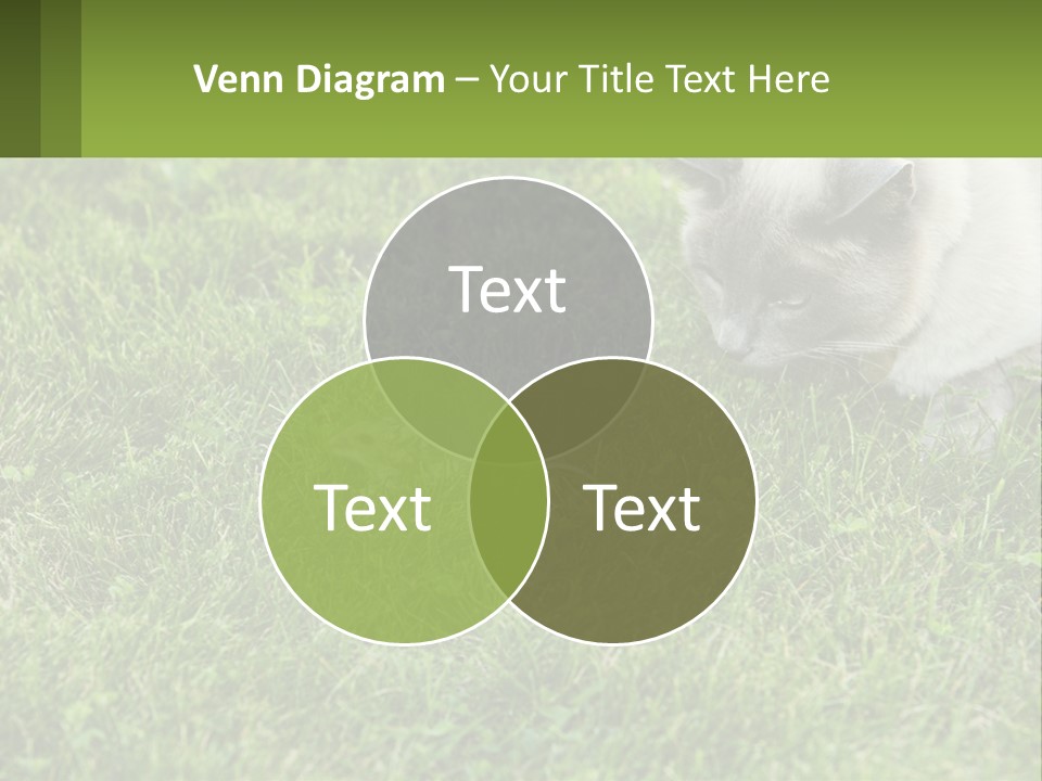 A Cat And A Mouse In The Grass PowerPoint Template