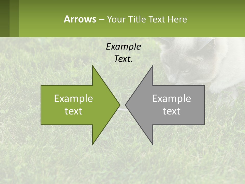 A Cat And A Mouse In The Grass PowerPoint Template