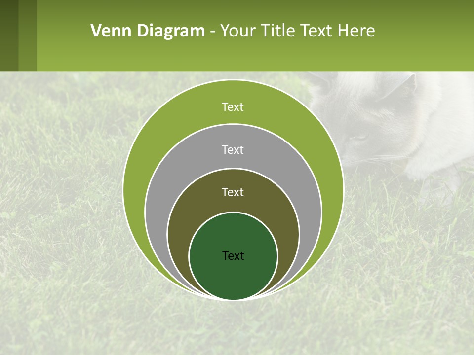 A Cat And A Mouse In The Grass PowerPoint Template