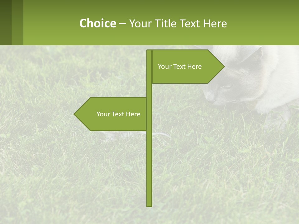 A Cat And A Mouse In The Grass PowerPoint Template