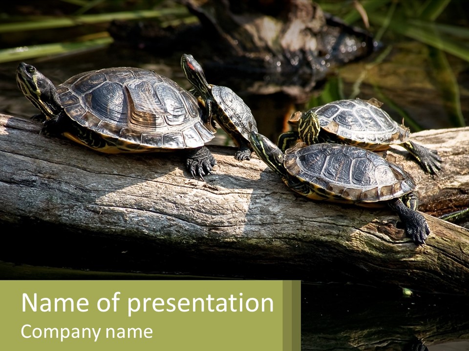 A Group Of Turtles Sitting On Top Of A Log PowerPoint Template