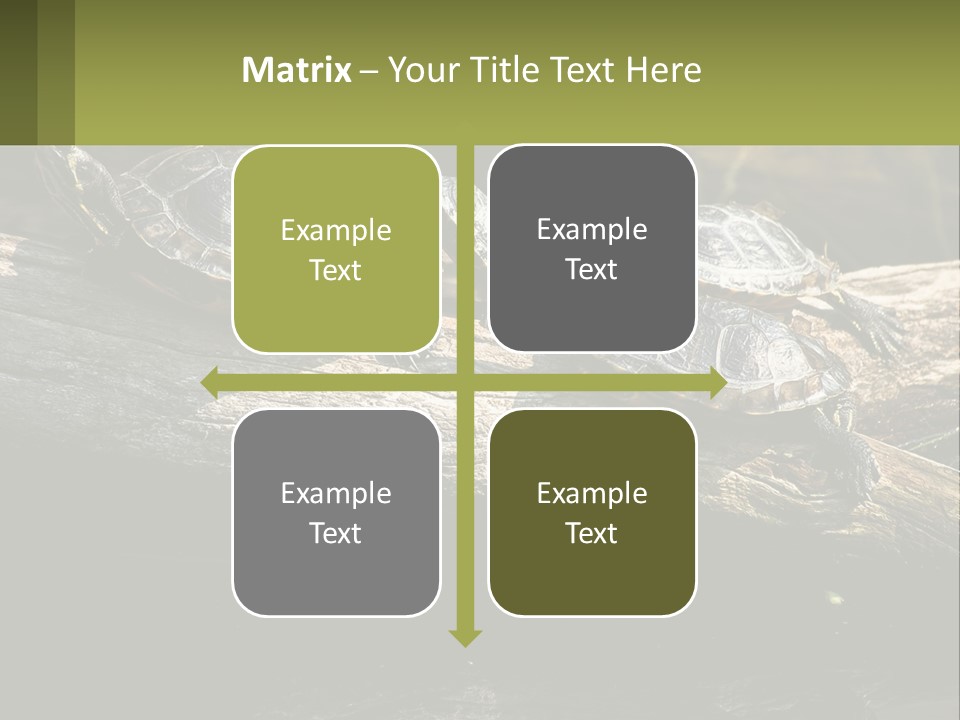 A Group Of Turtles Sitting On Top Of A Log PowerPoint Template