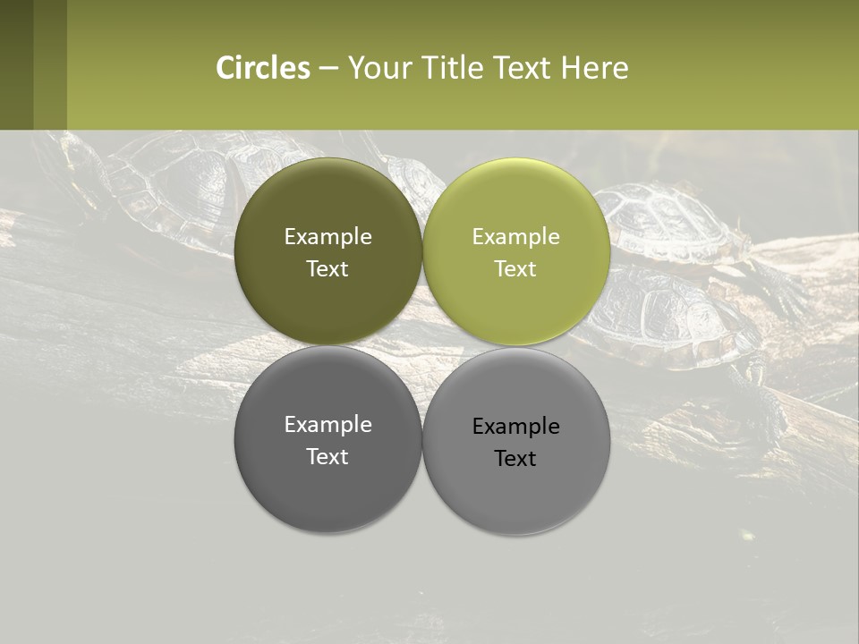 A Group Of Turtles Sitting On Top Of A Log PowerPoint Template