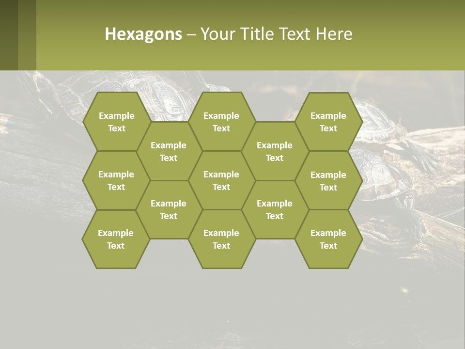 A Group Of Turtles Sitting On Top Of A Log PowerPoint Template