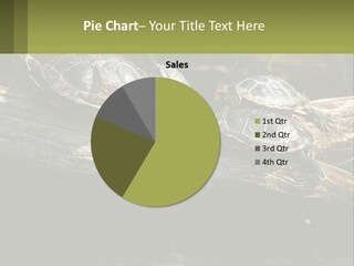 A Group Of Turtles Sitting On Top Of A Log PowerPoint Template