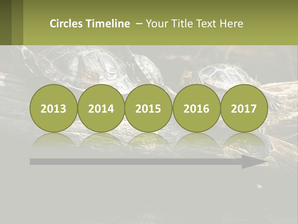 A Group Of Turtles Sitting On Top Of A Log PowerPoint Template