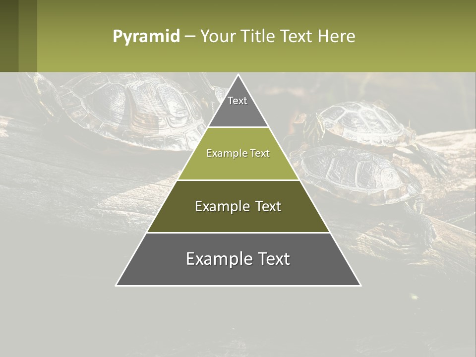 A Group Of Turtles Sitting On Top Of A Log PowerPoint Template