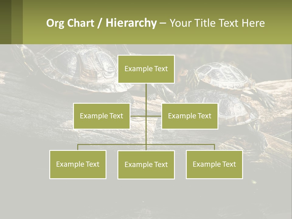 A Group Of Turtles Sitting On Top Of A Log PowerPoint Template