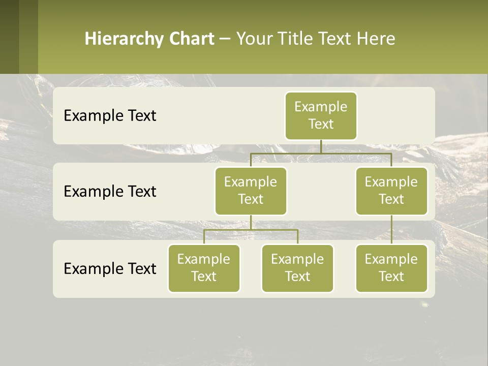 A Group Of Turtles Sitting On Top Of A Log PowerPoint Template