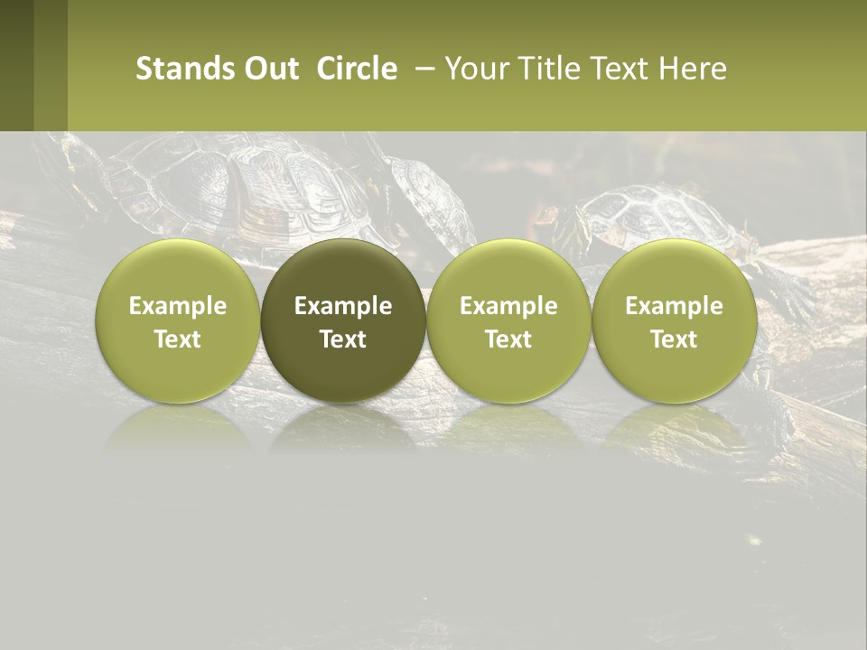 A Group Of Turtles Sitting On Top Of A Log PowerPoint Template