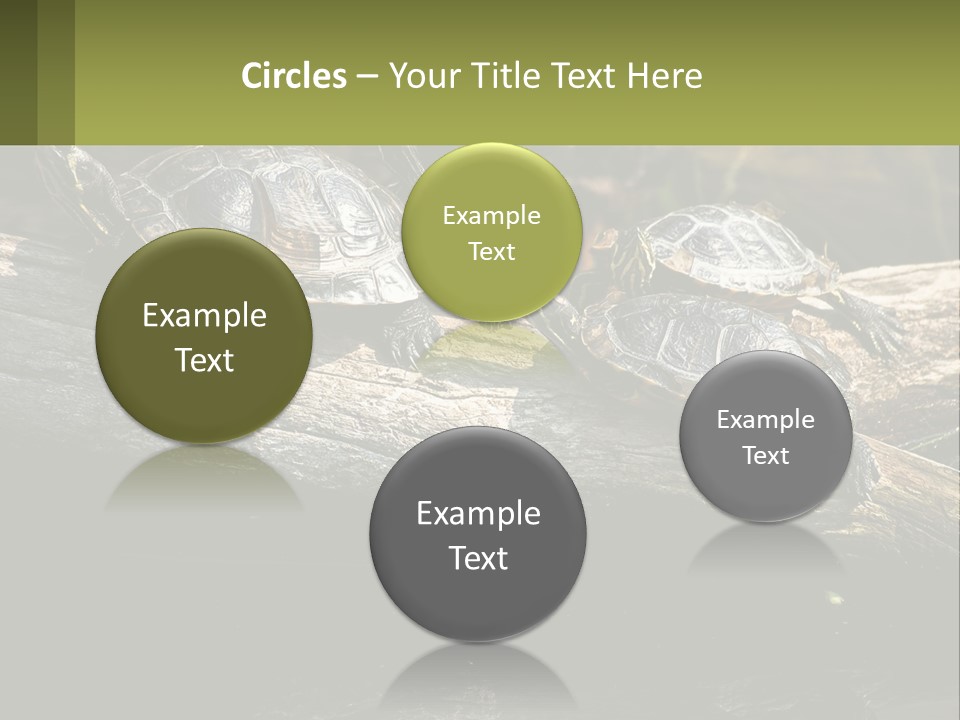 A Group Of Turtles Sitting On Top Of A Log PowerPoint Template