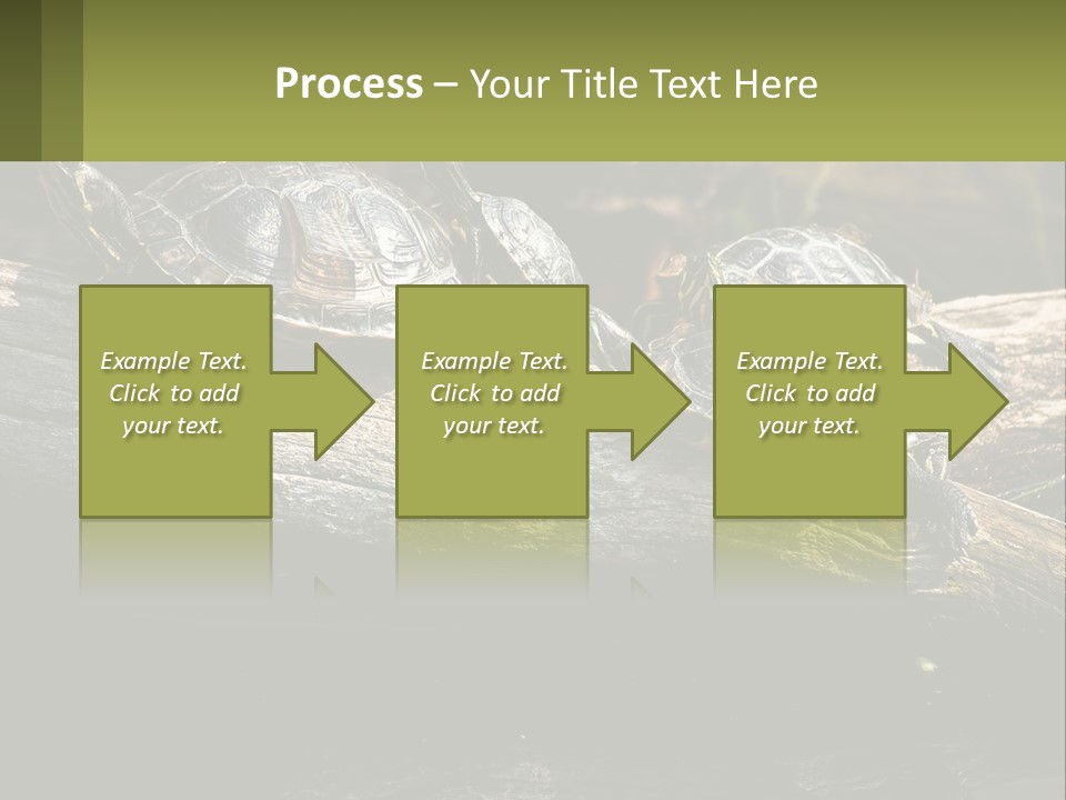 A Group Of Turtles Sitting On Top Of A Log PowerPoint Template