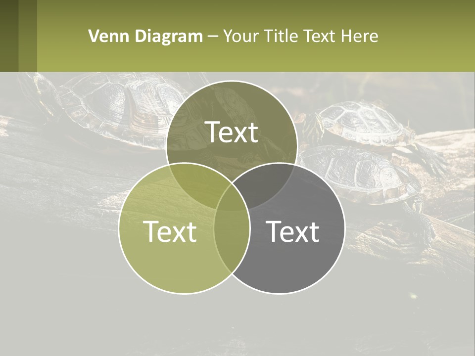 A Group Of Turtles Sitting On Top Of A Log PowerPoint Template
