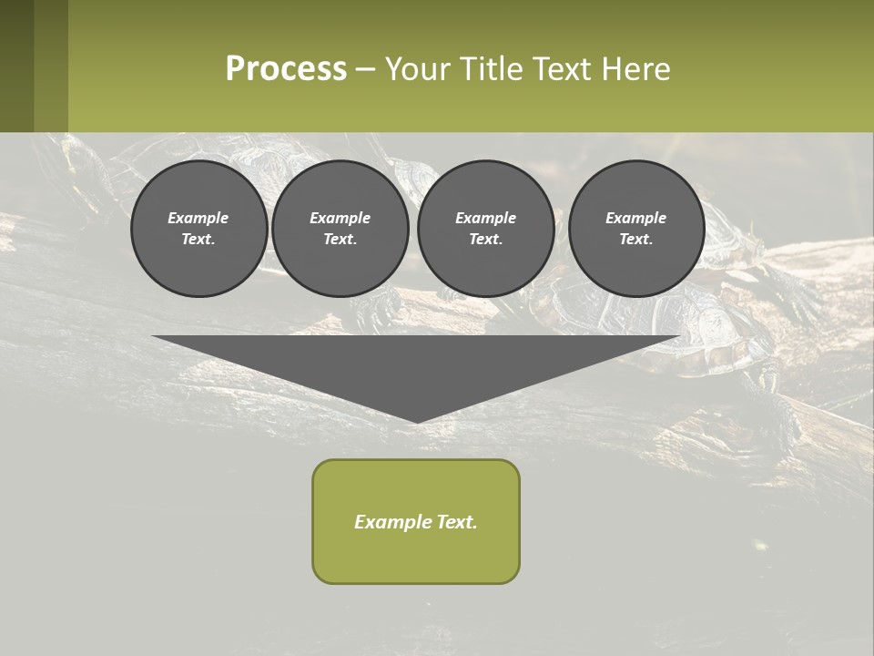 A Group Of Turtles Sitting On Top Of A Log PowerPoint Template