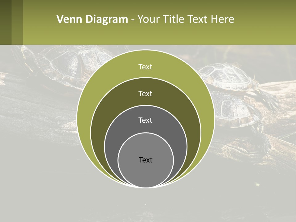 A Group Of Turtles Sitting On Top Of A Log PowerPoint Template