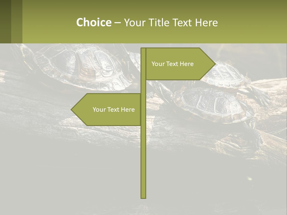 A Group Of Turtles Sitting On Top Of A Log PowerPoint Template