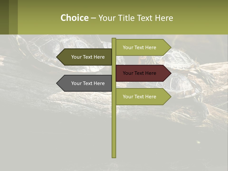 A Group Of Turtles Sitting On Top Of A Log PowerPoint Template