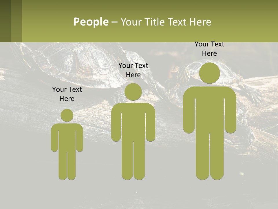 A Group Of Turtles Sitting On Top Of A Log PowerPoint Template