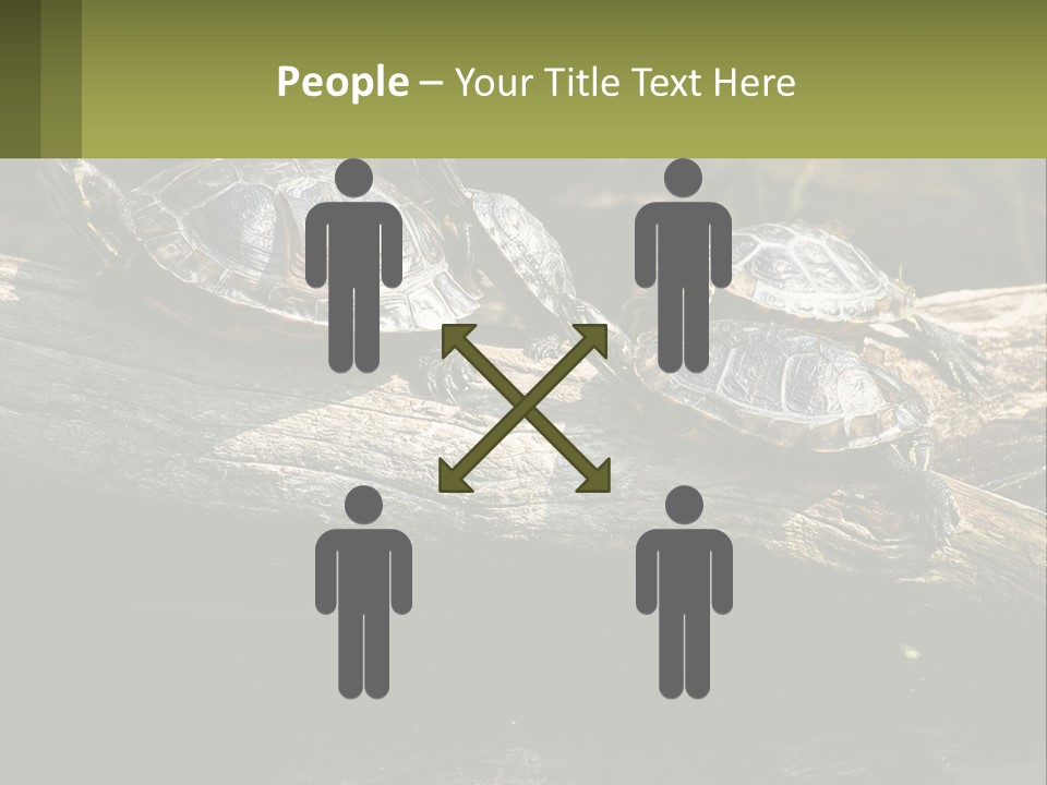 A Group Of Turtles Sitting On Top Of A Log PowerPoint Template