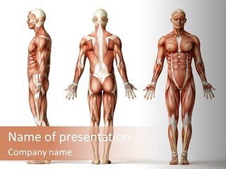 The Muscles Of A Man Are Shown In Three Different Views PowerPoint Template