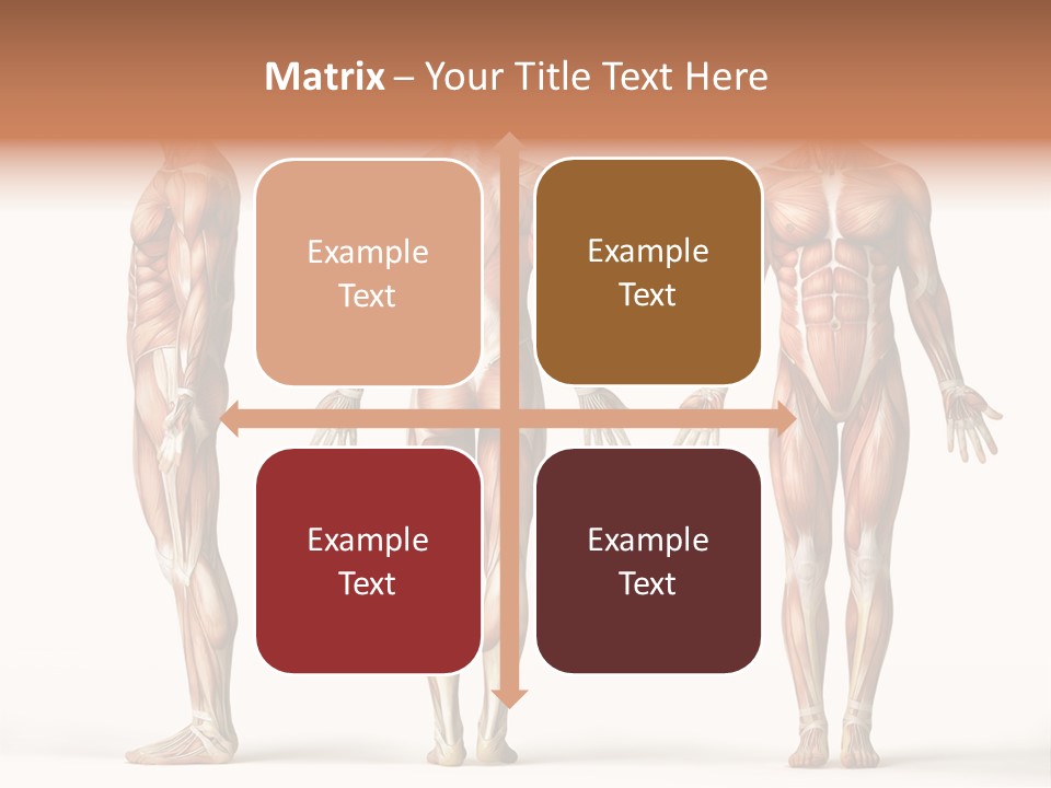 The Muscles Of A Man Are Shown In Three Different Views PowerPoint Template