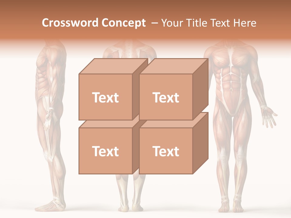 The Muscles Of A Man Are Shown In Three Different Views PowerPoint Template
